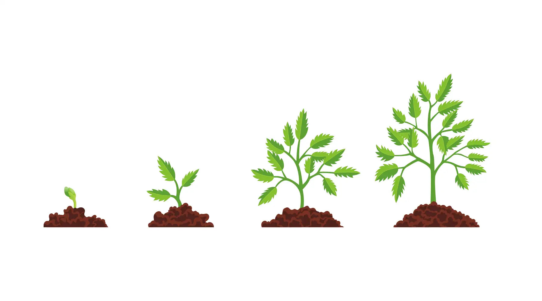A cartoon illustration of a plant growing in four stages, each with green leaves and brown soil.