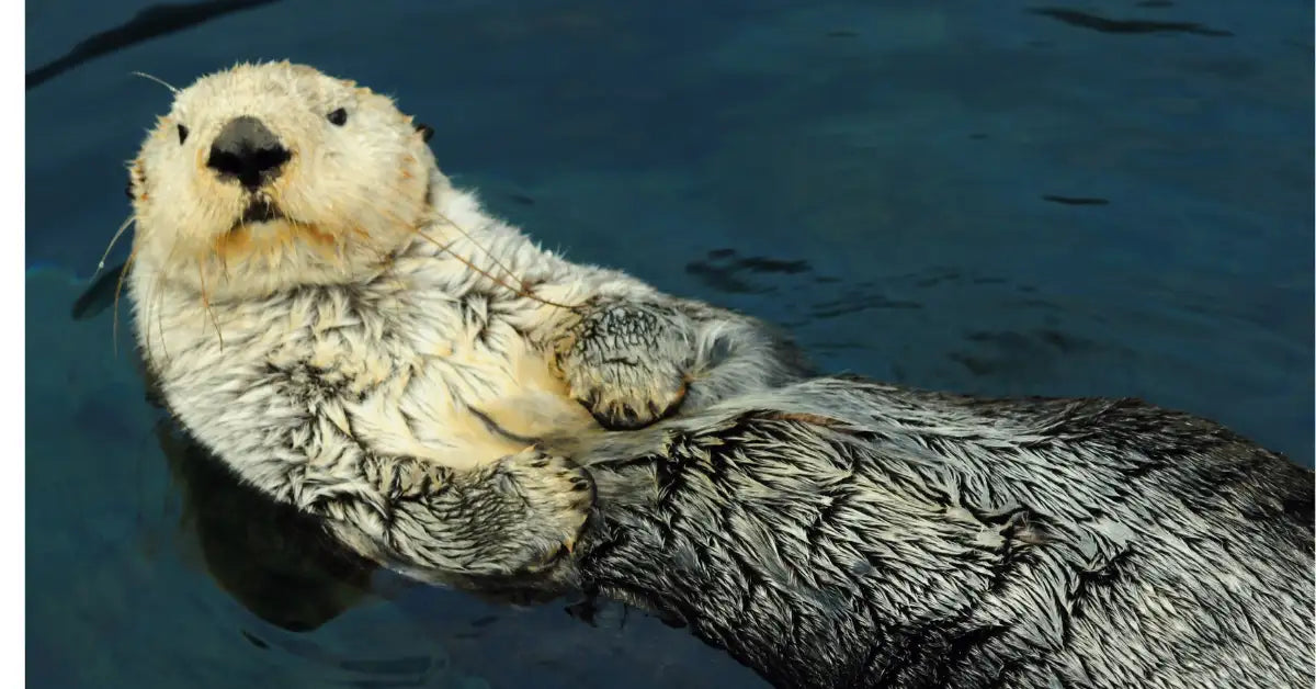 A fluffy, wet sea otter with a light beige face and dark grayish-black fur floats peacefully in the water.