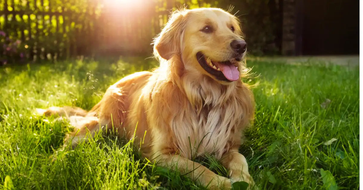 A golden retriever with long, flowing golden fur lounges contentedly in a sunlit grassy yard.