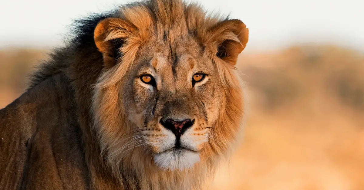 A majestic male lion with a thick, golden-brown mane and piercing amber eyes.