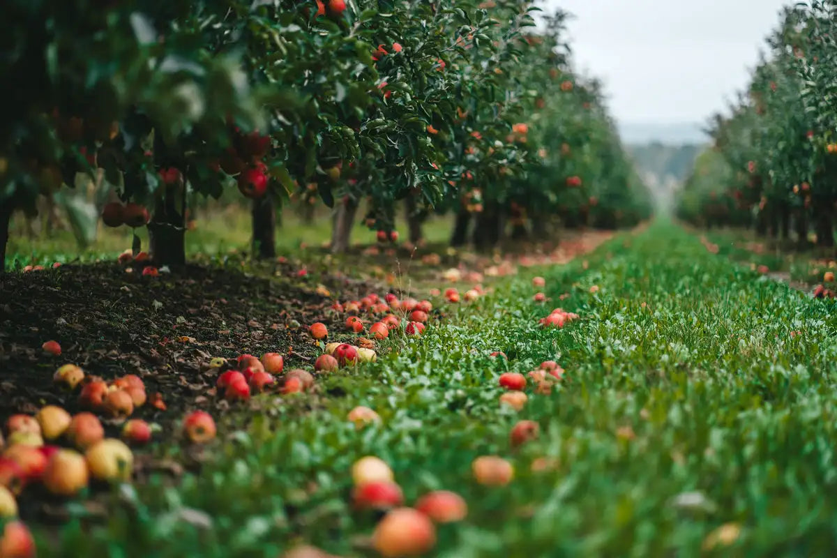 Rows of ripe red apples hang from green trees in an orchard, with fallen fruit scattered across the grassy ground.