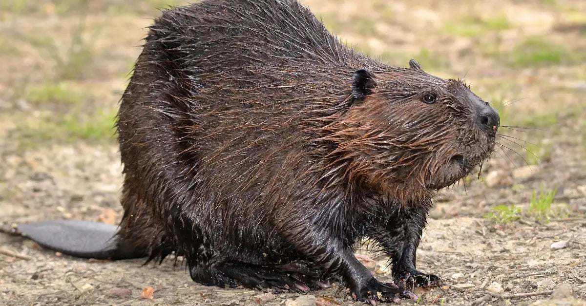 A wet, dark brown beaver with a thick, coarse fur coat and a flat tail stands on dry ground.